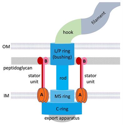 The Structure, Composition, and Role of Periplasmic Stator Scaffolds in Polar Bacterial Flagellar Motors